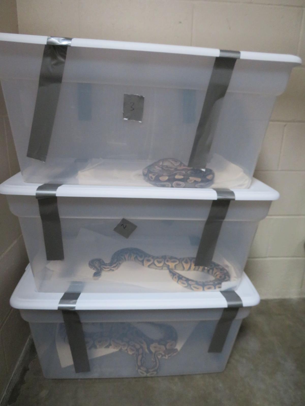 42 snakes discovered at Arroyo Grande storage facility Local