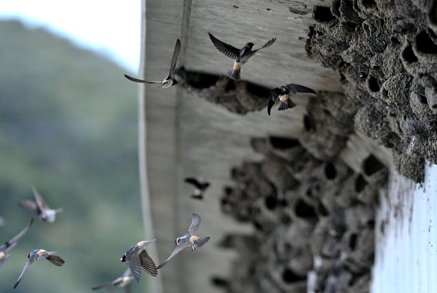 Photos Birds nest under Highway 1 bridge near Orcutt Local news