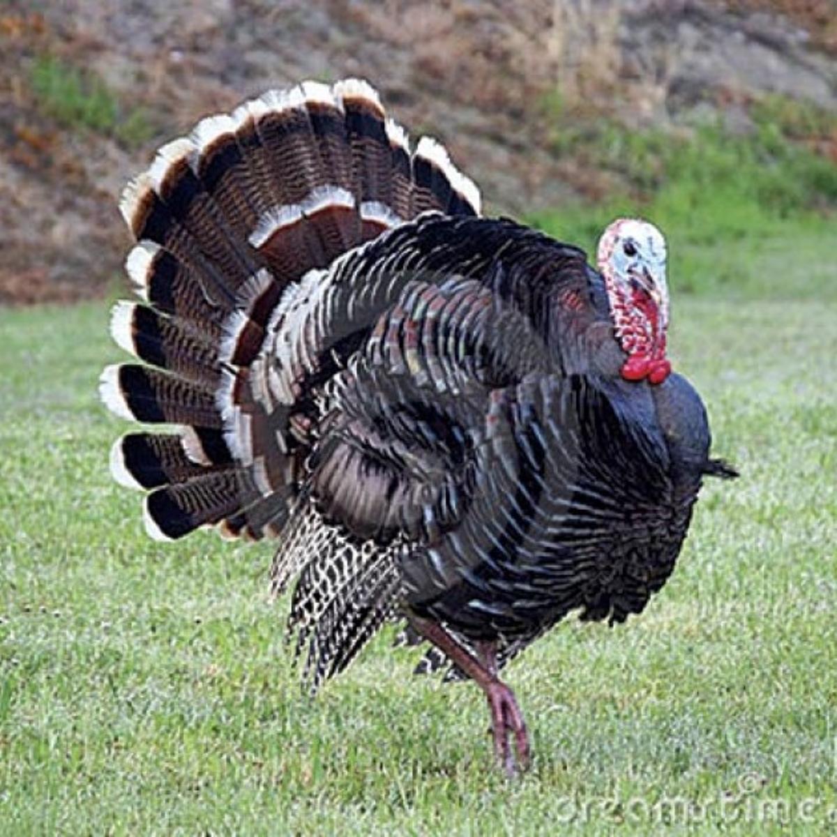 Feast your eyes on these interesting wild turkey facts | Valley Life | Feast your eyes on these interesting wild turkey facts | Valley Life |