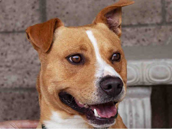 052820 CAPA Pet of the Week