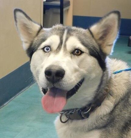 Capa Pet Of The Week: Mia | Local News | Syvnews.Com