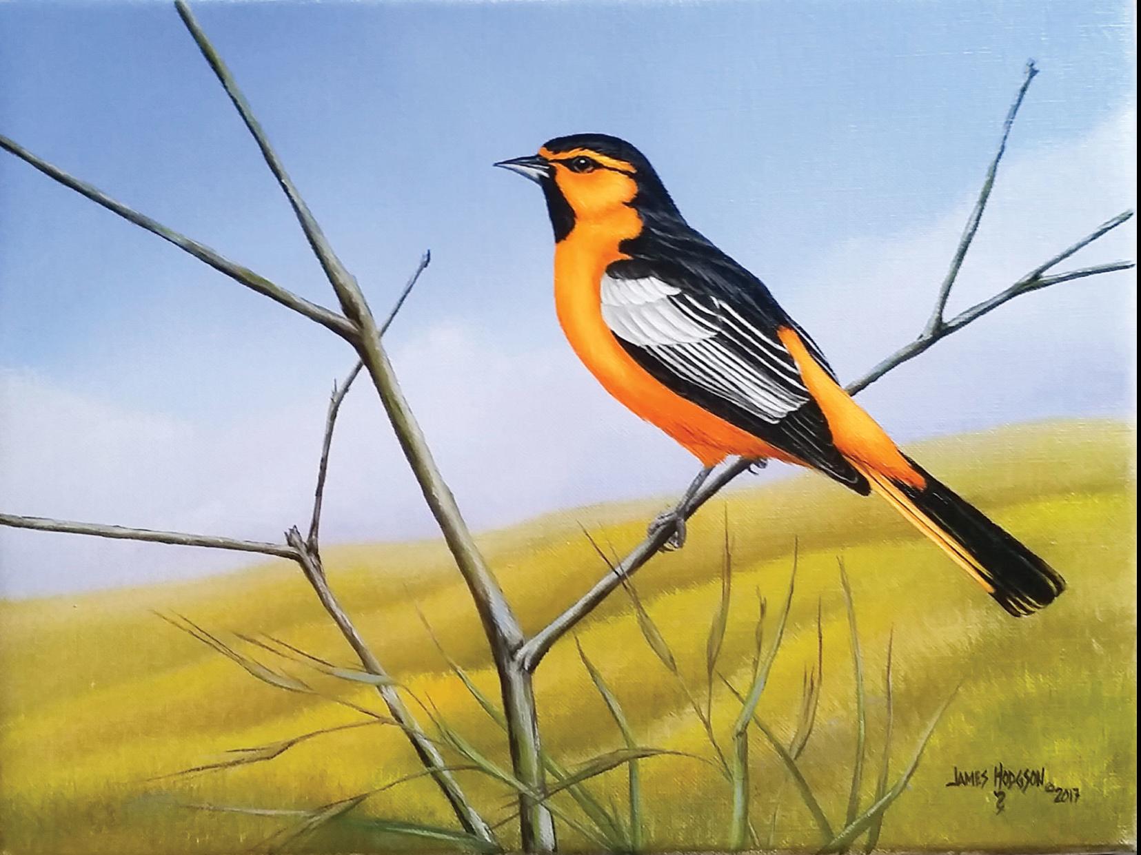 Our Feathered Friends Showcases Local Birds At The Wildling
