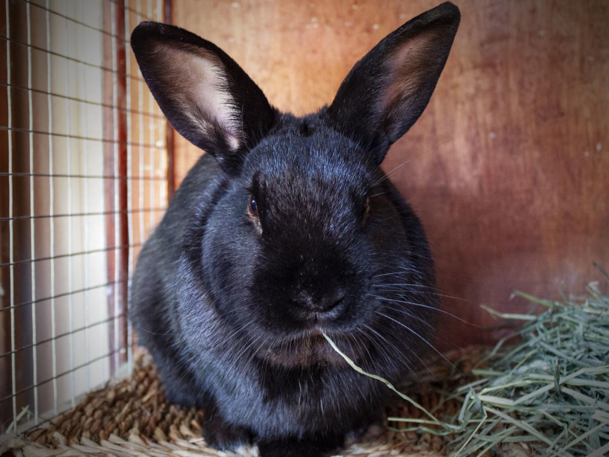 040720 Pet of the Week