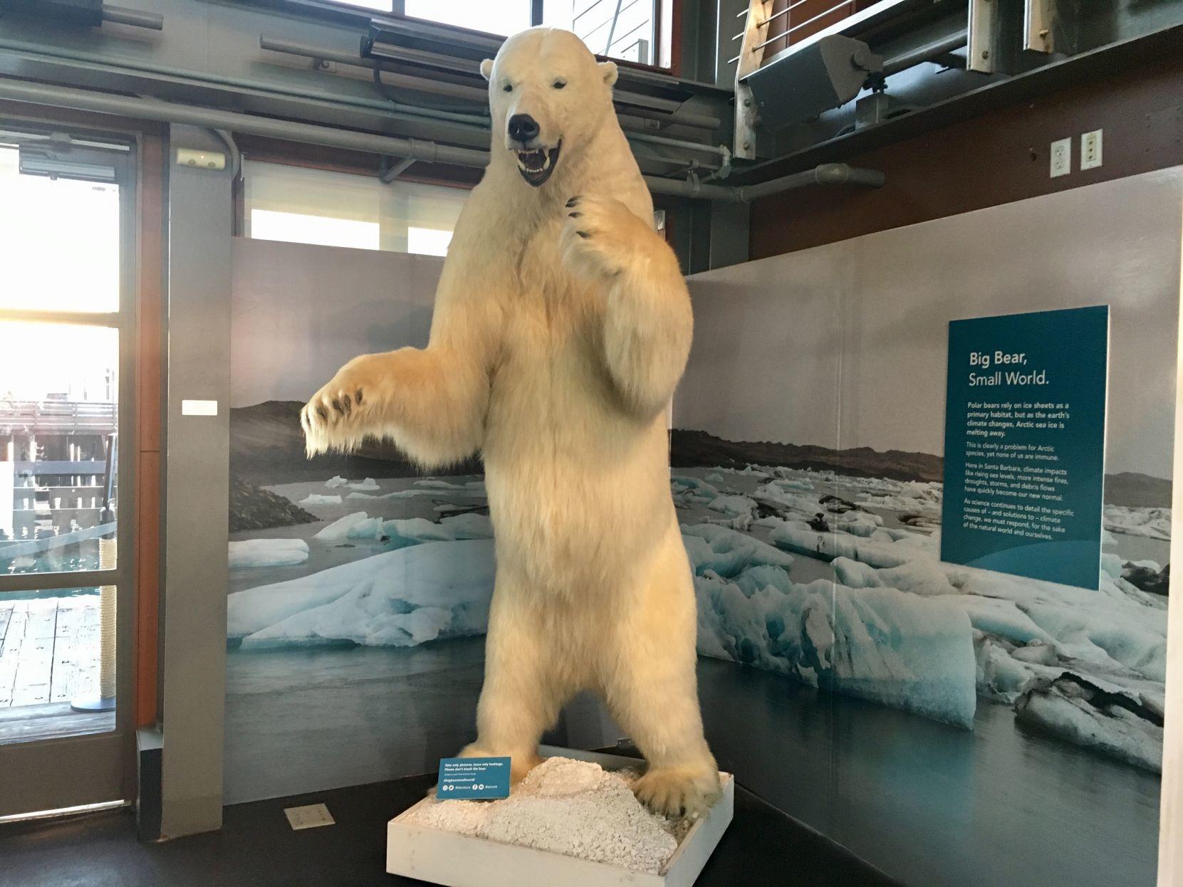 Nine-foot polar bear brings conversation about climate change to Santa  Barbara Sea Center | Valley Life 