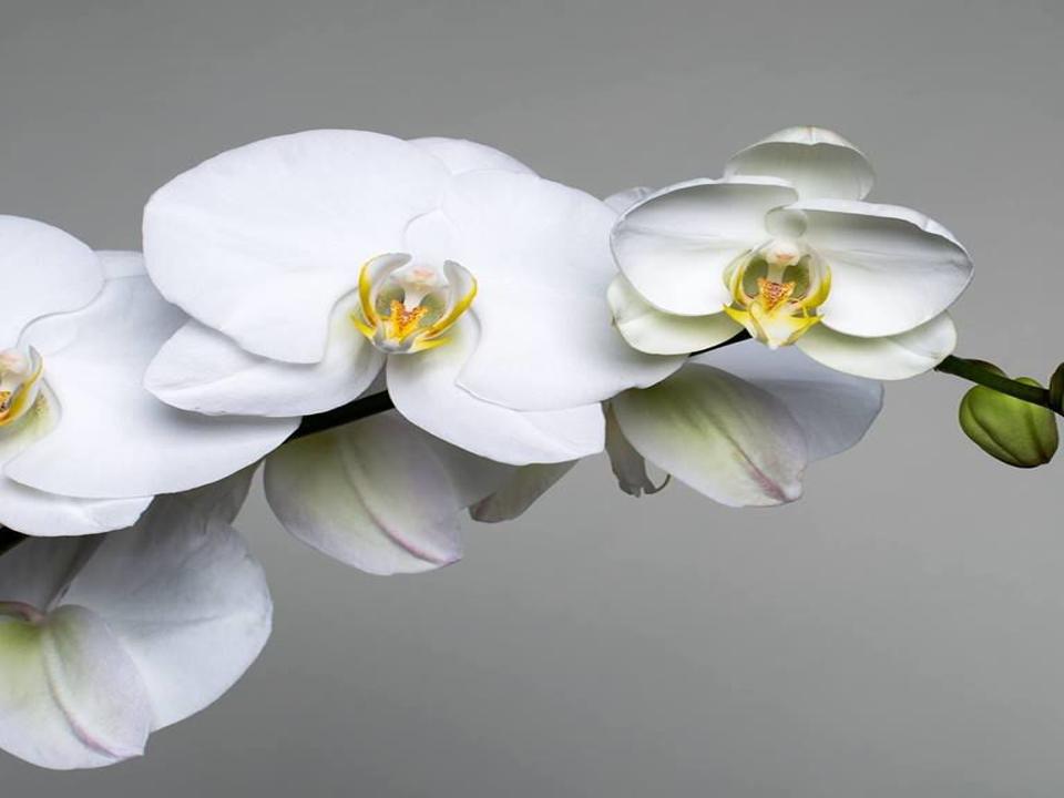 Westerlay Orchids To Host Fundraiser To Help Support Individuals Suffering From Rare Genetic Disorder Home Garden Syvnews Com
