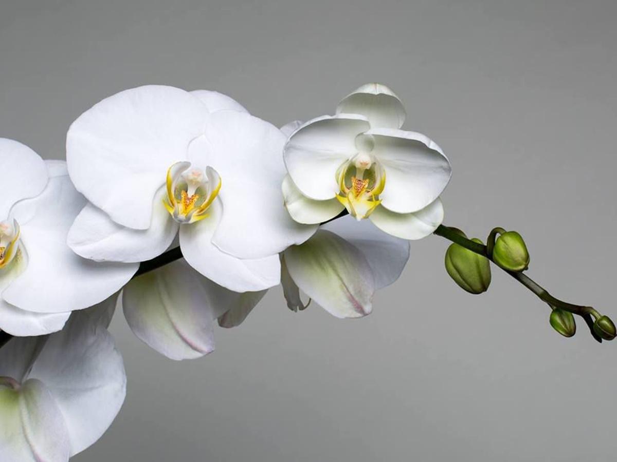 Westerlay Orchids To Host Fundraiser To Help Support Individuals Suffering From Rare Genetic Disorder Home Garden Syvnews Com