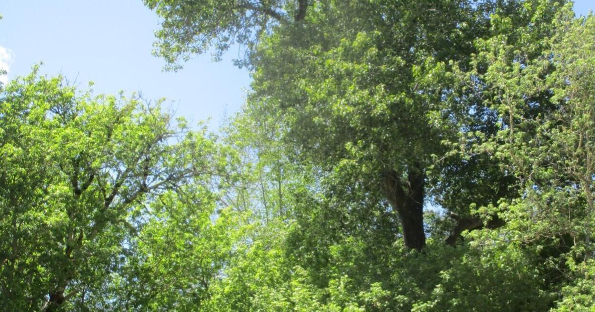 Defoliation and dormancy are justifiable | Tony Tomeo | Home & Garden Defoliation and dormancy are justifiable | Tony Tomeo | Home & Garden