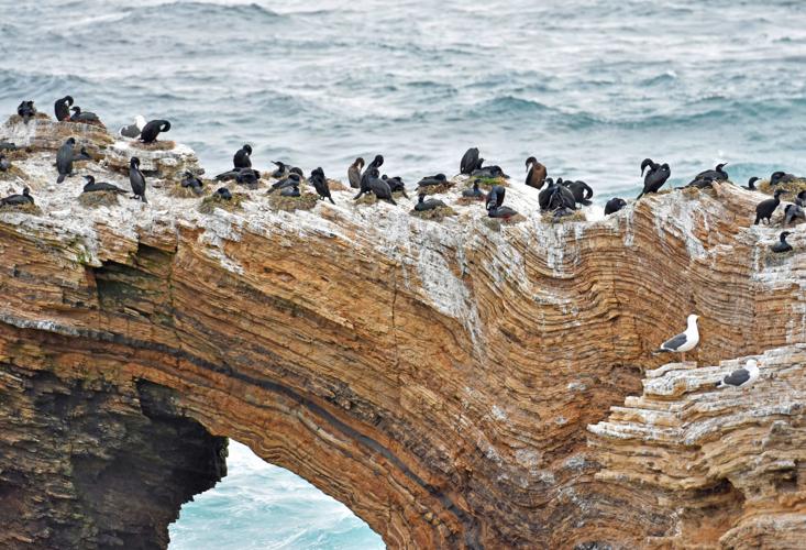 John Lindsey: Brandt’s cormorants thriving on Pecho Coast | Local news ...