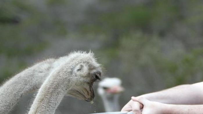 Welcome To Ostrich Land Local Syvnews Com Approximately 2/3 of these skins are full quill and 1/3 are partial or no quill. welcome to ostrich land local