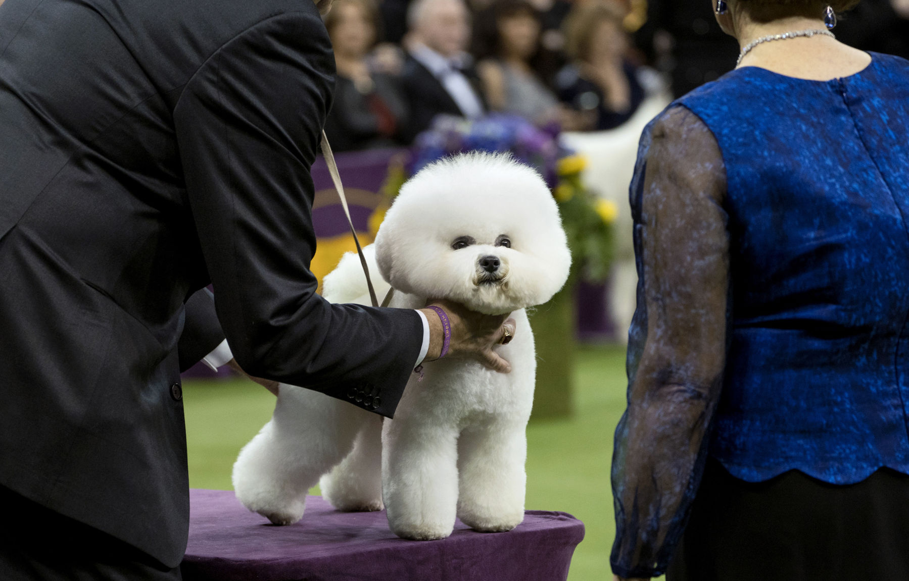 Photos Meet Flynn the bichon frise and other top dogs from the Westminster dog show Pets syvnews