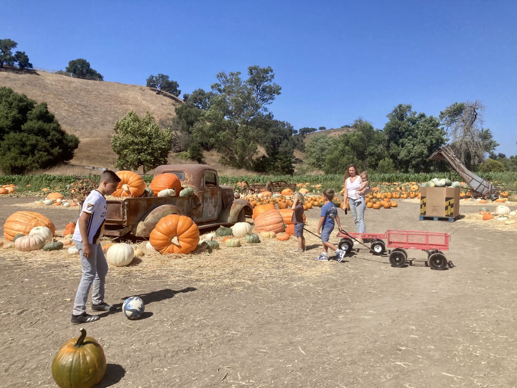 Solvang Pumpkin Patch Introduces New Gourd Varieties: 'We Be Little ...