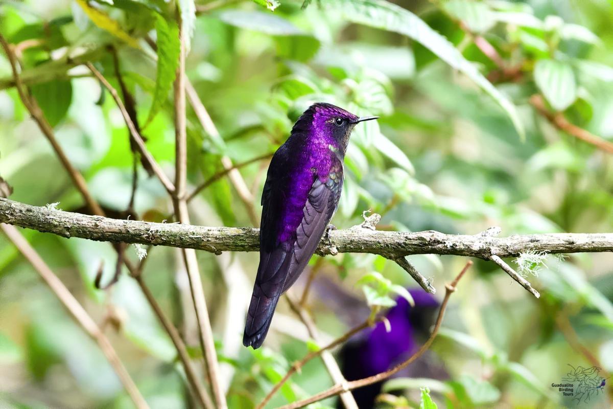 011221 Birding