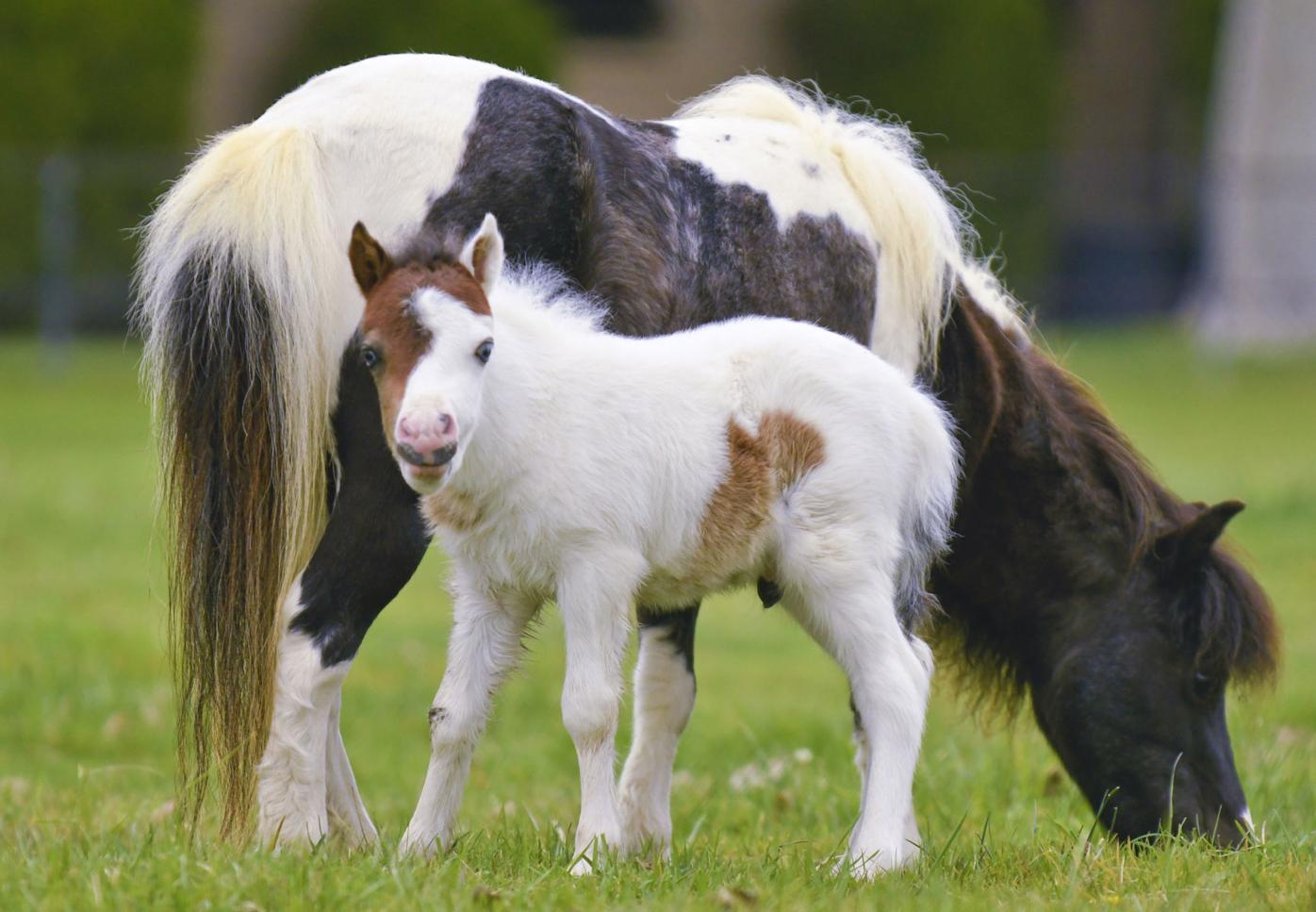 Miniature foals will brighten your day amid pandemic | Local news |  syvnews.com, image size:1396x967