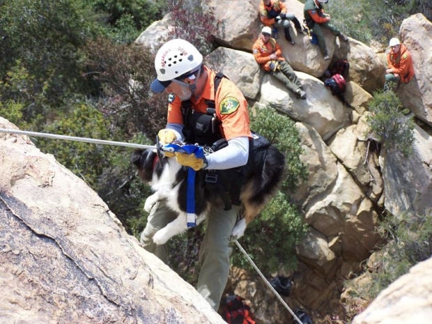 Search and Rescue dog.jpg