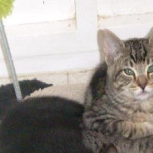 Viva Receives Grant For Spay Neuter Operations For Lompoc Area Cats Pets Syvnews Com