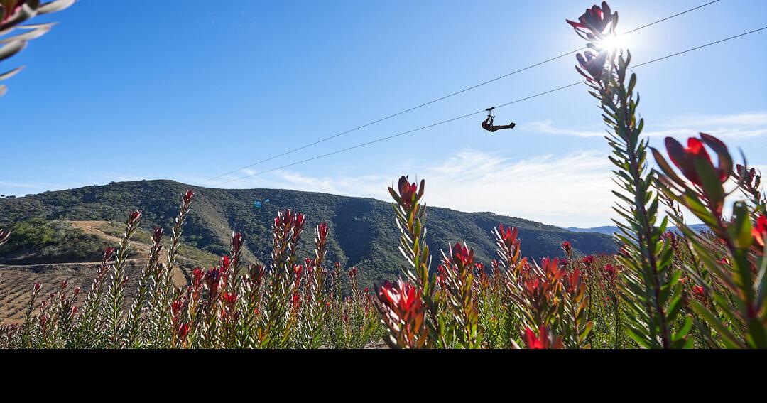 Buellton's Highline Adventures park features 'biggest, fastest ziplines
