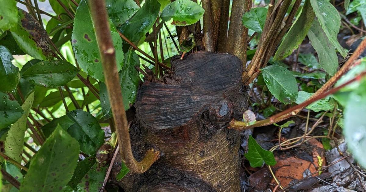 Coppice to renovate overgrown shrubbery | Tony Tomeo | Home & Garden Coppice to renovate overgrown shrubbery | Tony Tomeo | Home & Garden