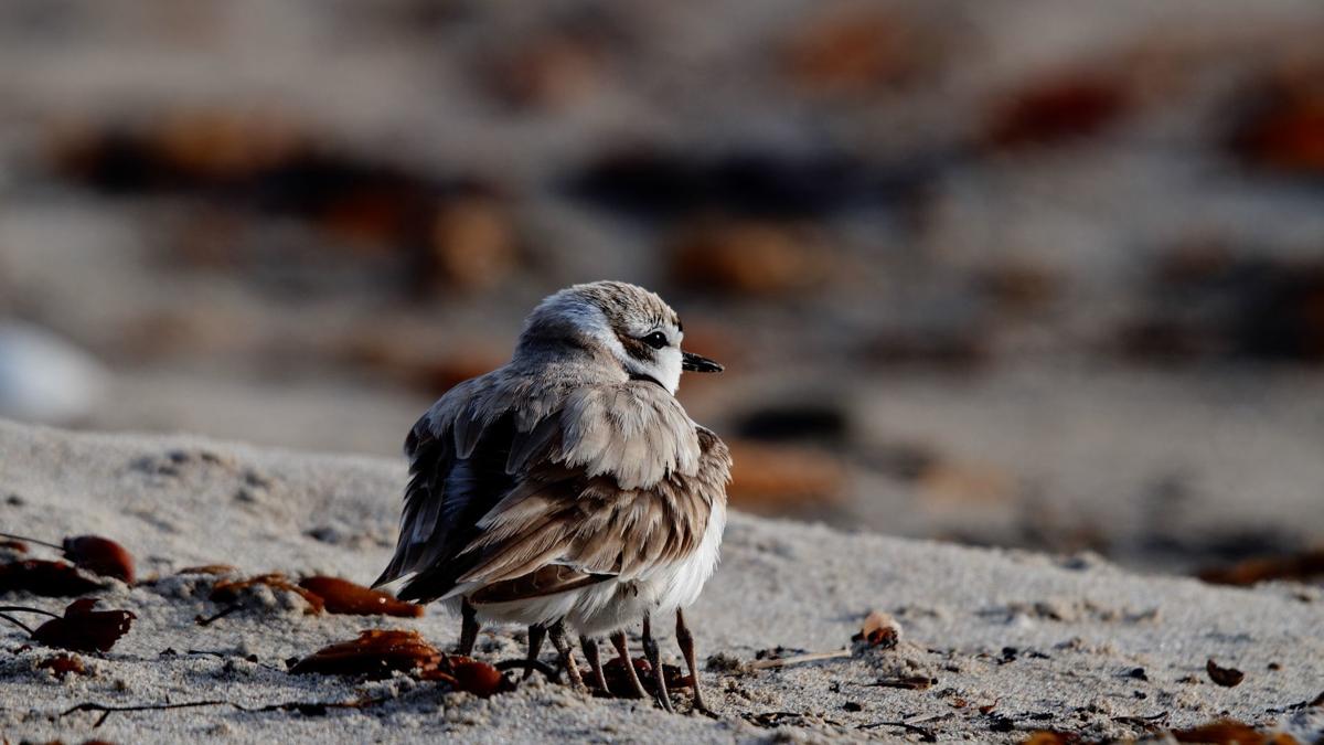 042020 Snowy Plover