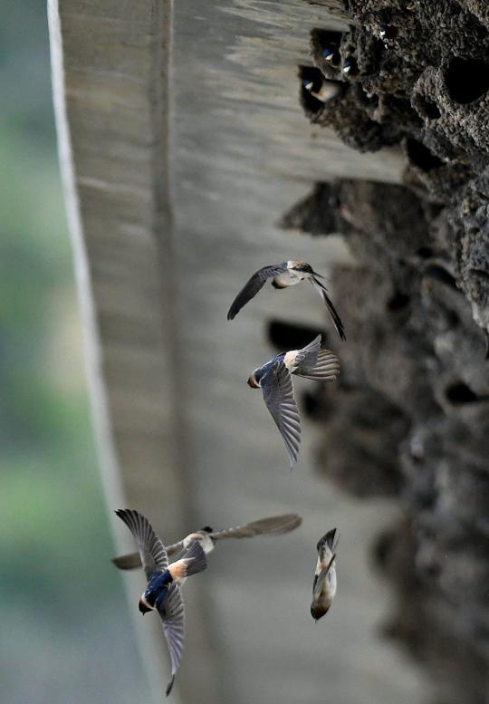 Photos Birds nest under Highway 1 bridge near Orcutt Local news