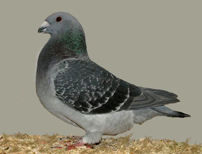 John Lindsey: Racing pigeons amazing weather analysts, navigators ...