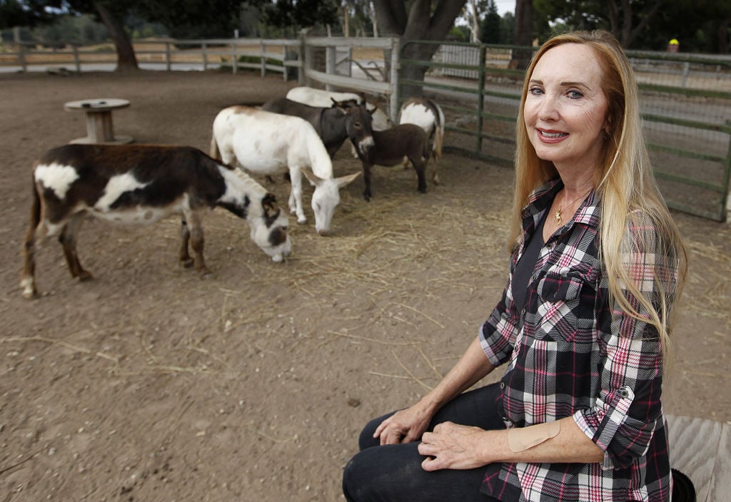 Seein' Spots petting zoo closed for now | Local | syvnews.com