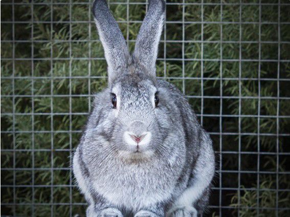 091620 CAPA Pet of the Week