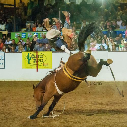 Horses bred in the wild are rodeo naturals | Valley Life 