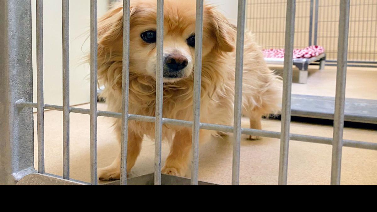 Santa Barbara County shelters aim to 'Clear the Shelters' with cost-free animal  adoption event Saturday | Business 