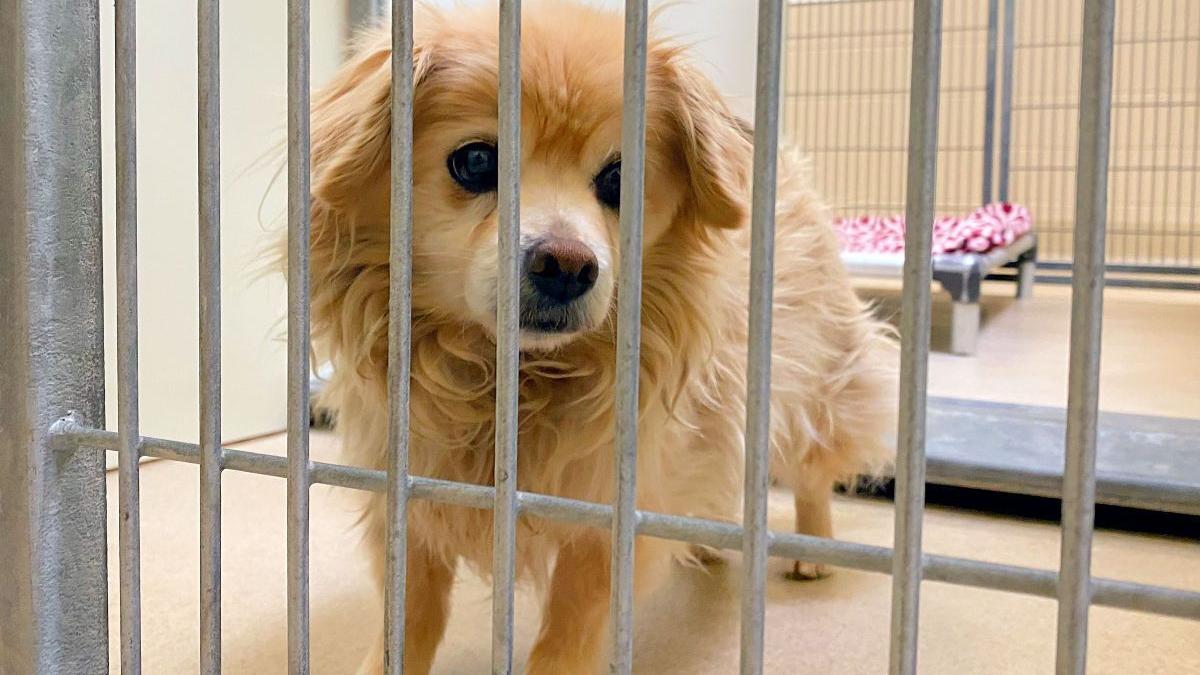Santa Barbara County shelters aim to 'Clear the Shelters' with cost-free animal adoption event Saturday | Business Santa Barbara County shelters aim to 'Clear the Shelters' with cost-free animal adoption event Saturday | Business