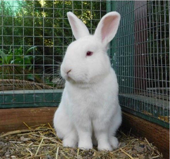060920 Pet of the Week
