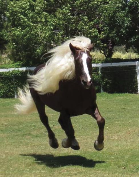 Rare horse breeds featured at tour | Pets | syvnews.com