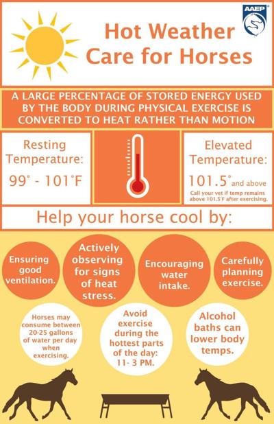 hot-weather-horses