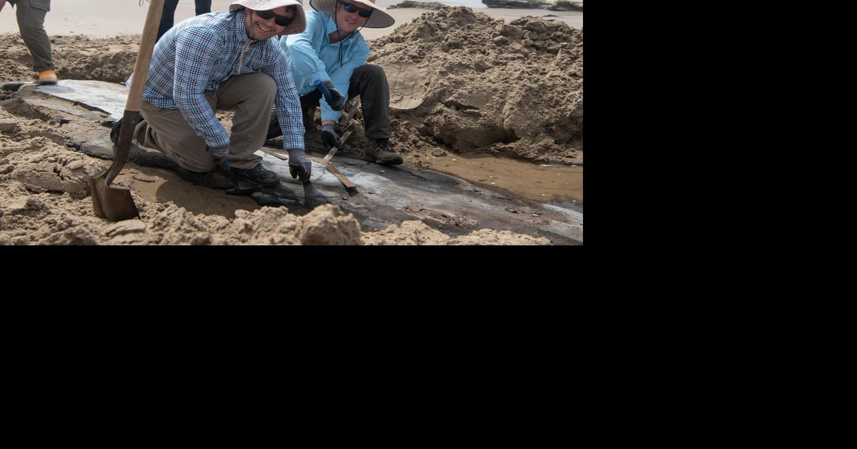 Whale fossil discovered on Gaviota Coast excavated by Santa Barbara ...