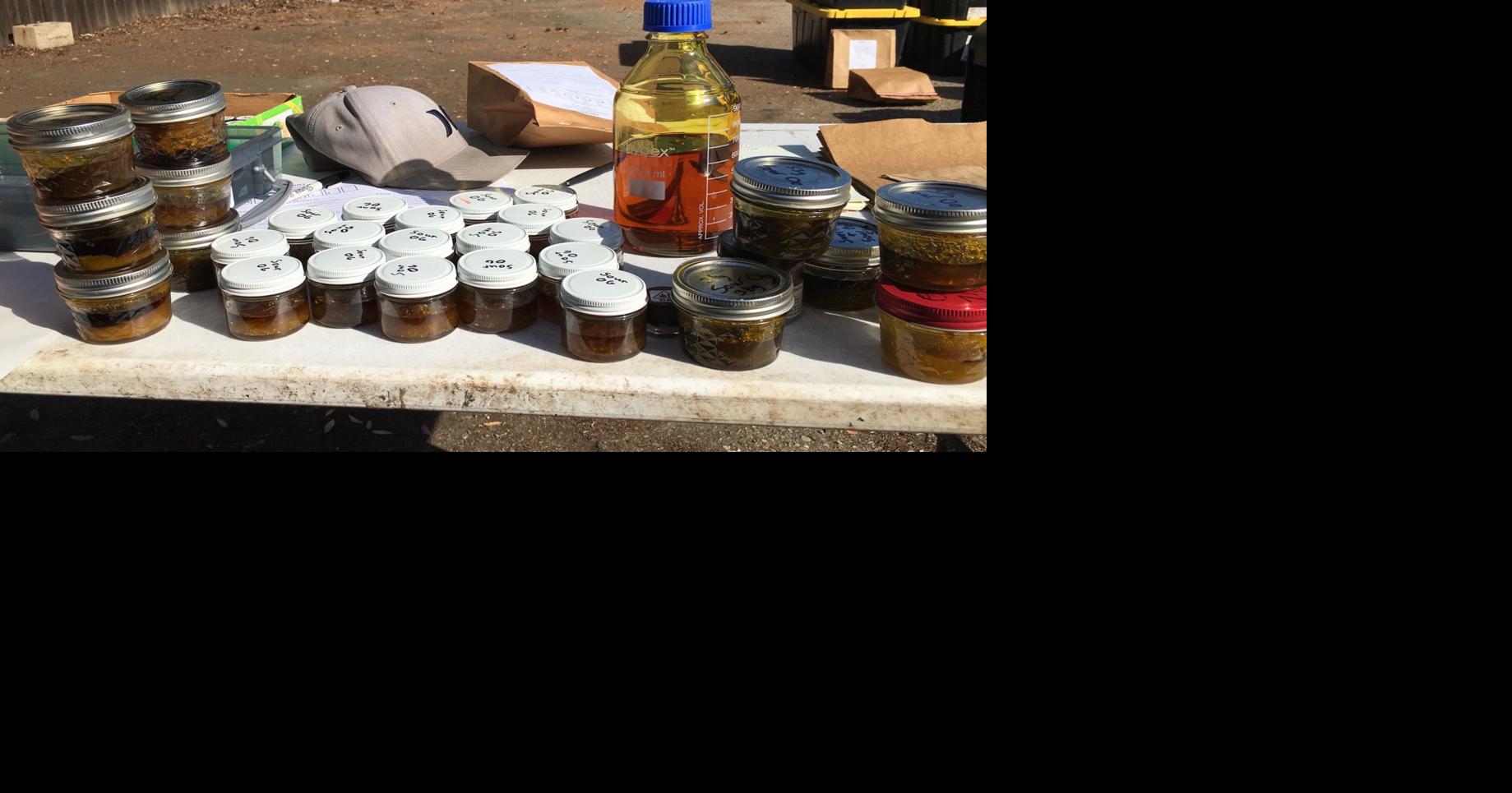 Santa Barbara County Sheriff’s Cannabis Compliance Team seizes 100 ...
