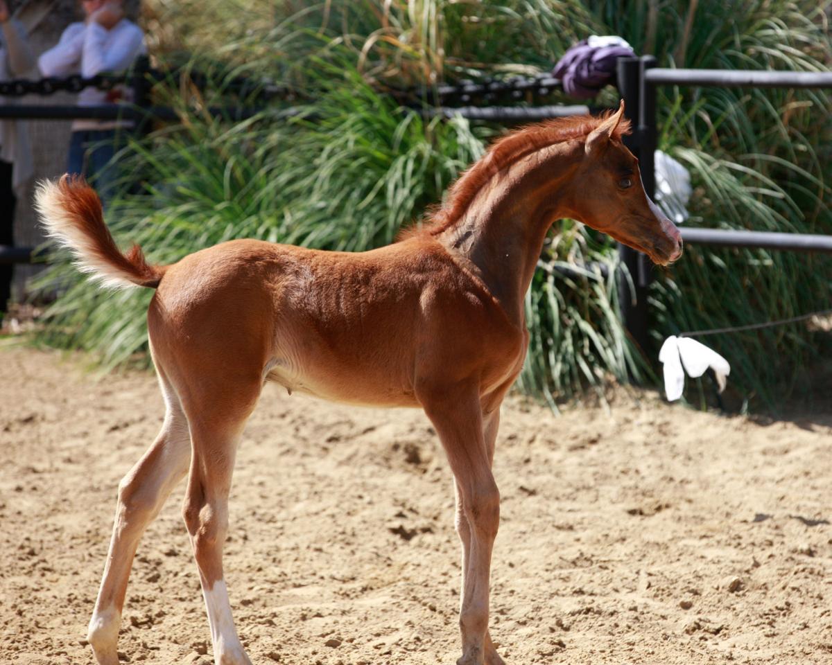 Arabian horse farm tour returns Valley Life