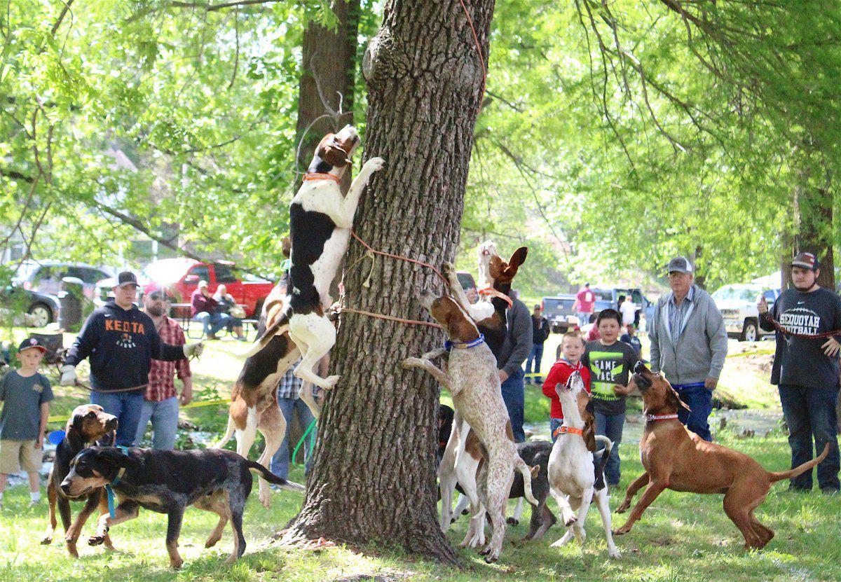 Coonhound owners hope to keep their cherished competition alive | Local