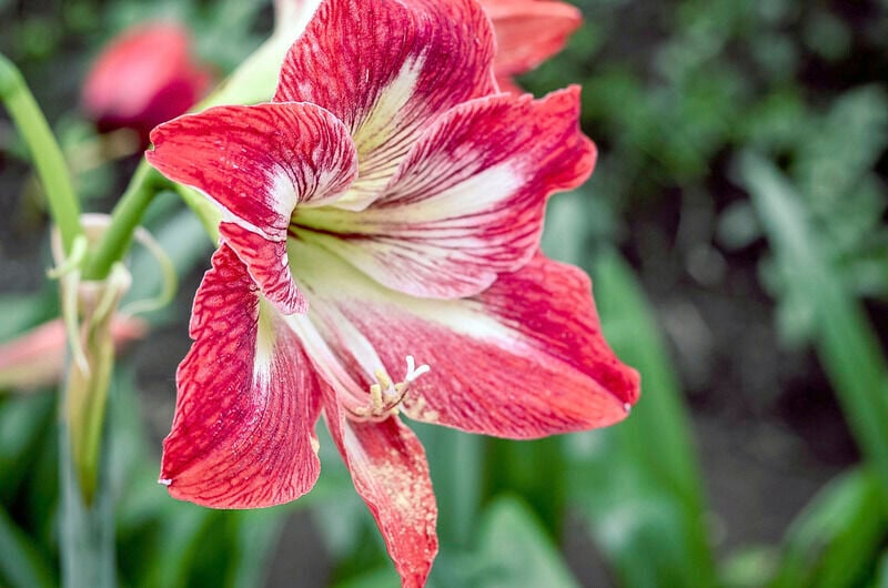 Gardening With Micki Today S Poinsettia Can Be Tomorrow S Amaryllis Business Farm Tahlequahdailypress Com