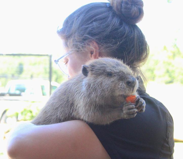 Beaver Achiever Needy New Resident At Nature Center Loves To Interact With Humans News Tahlequahdailypress Com