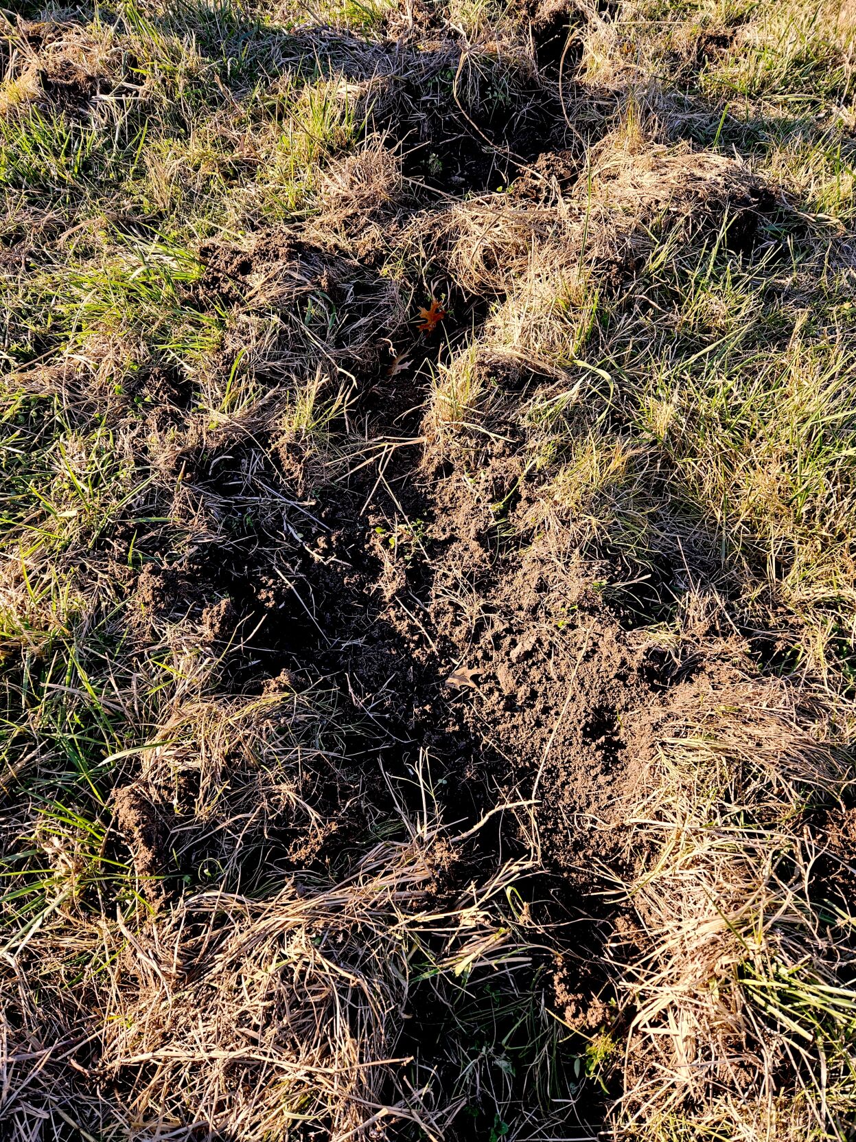Feral hogs the bane of ranchers, farmers | News | tahlequahdailypress.com