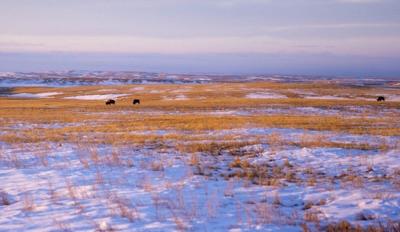 Tanka Fund to return buffalo to Native land