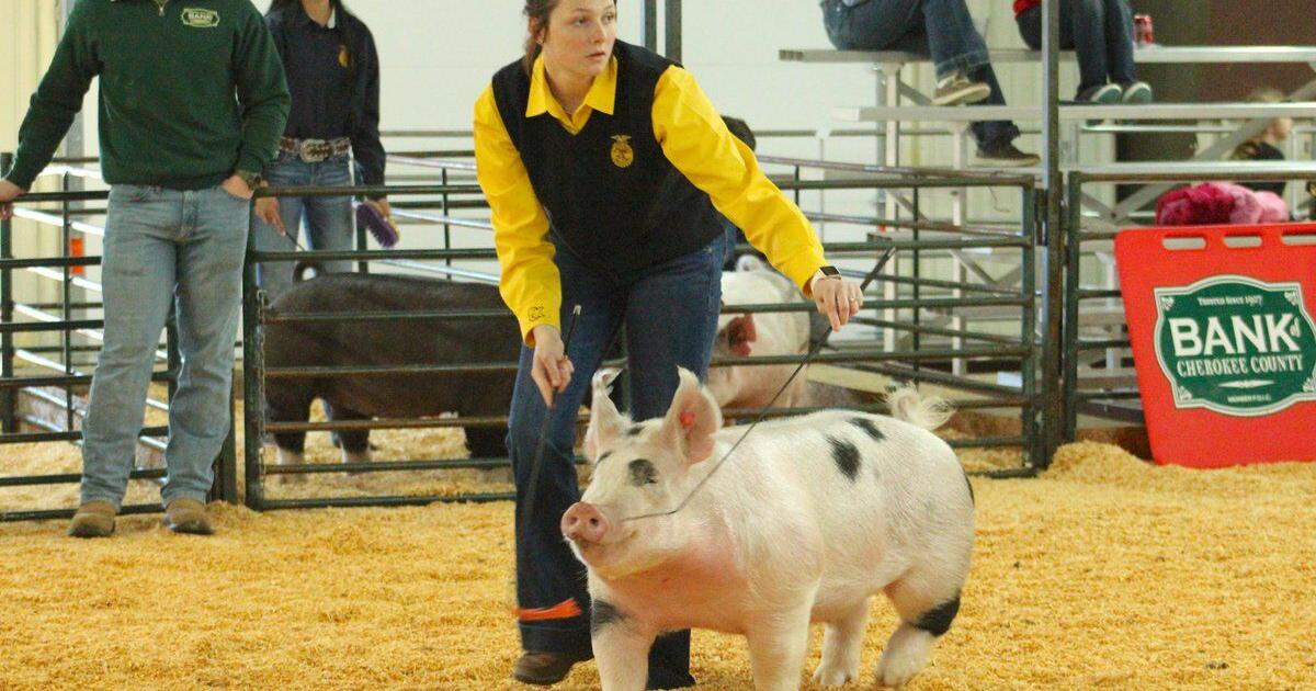 A TIME FOR SWINE: Junior Livestock Show continues with pigs; rabbits ...