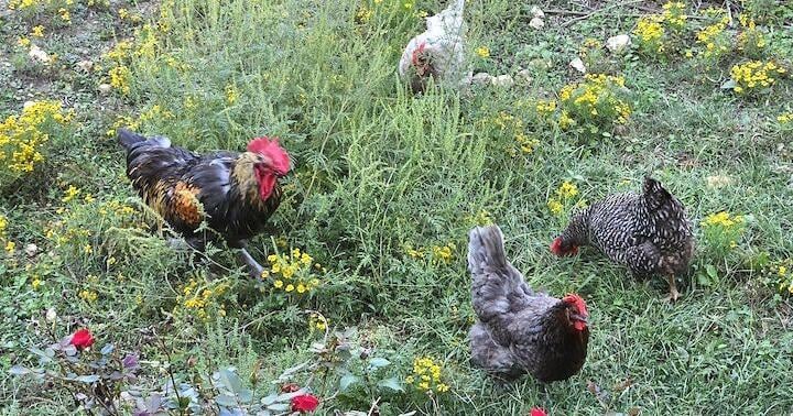 POLITICAL ROUNDUP: Most discouraged by cost of living, tired of politics