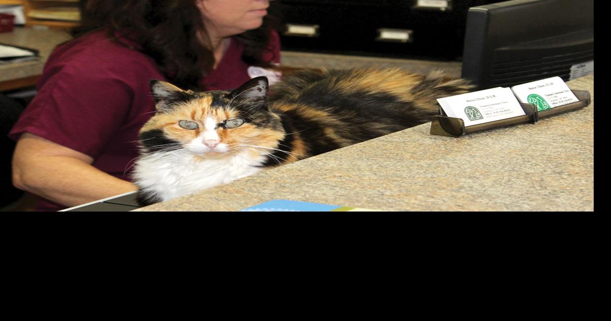 Afterhours vet care available, with persistence News