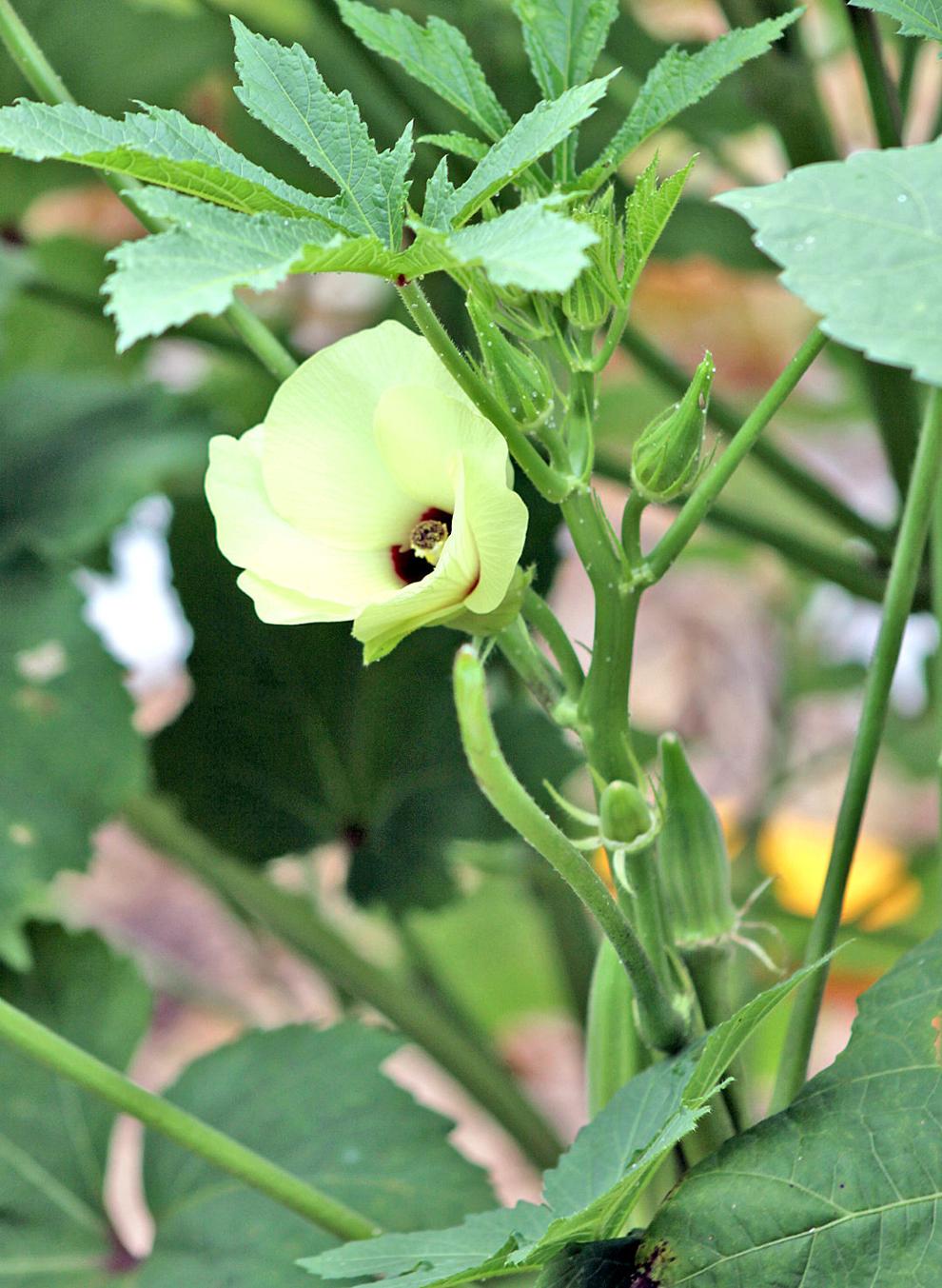 The story behind Ron Cook’s special okra plants News
