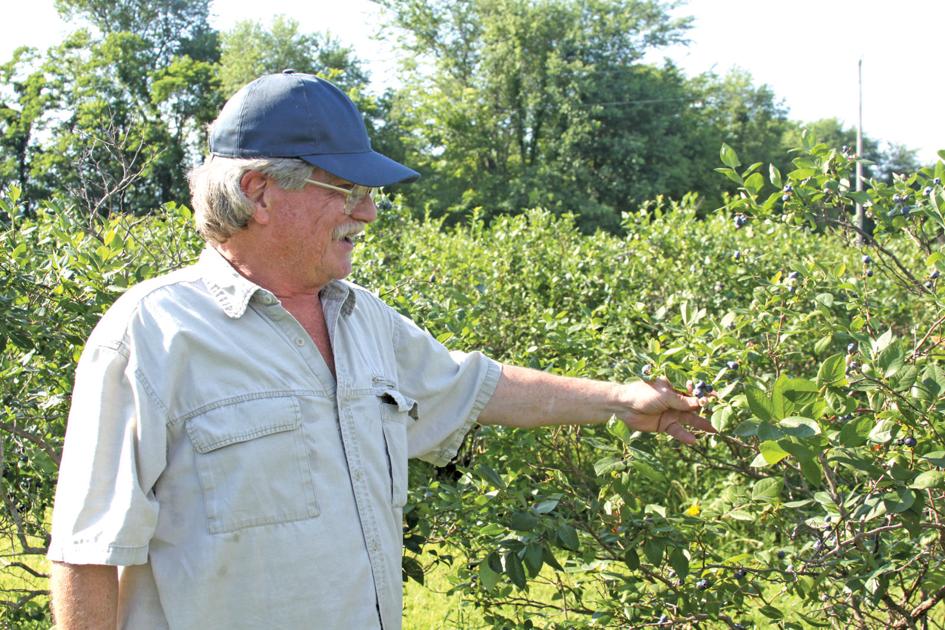 After 45 years, local farm still growing blueberries News