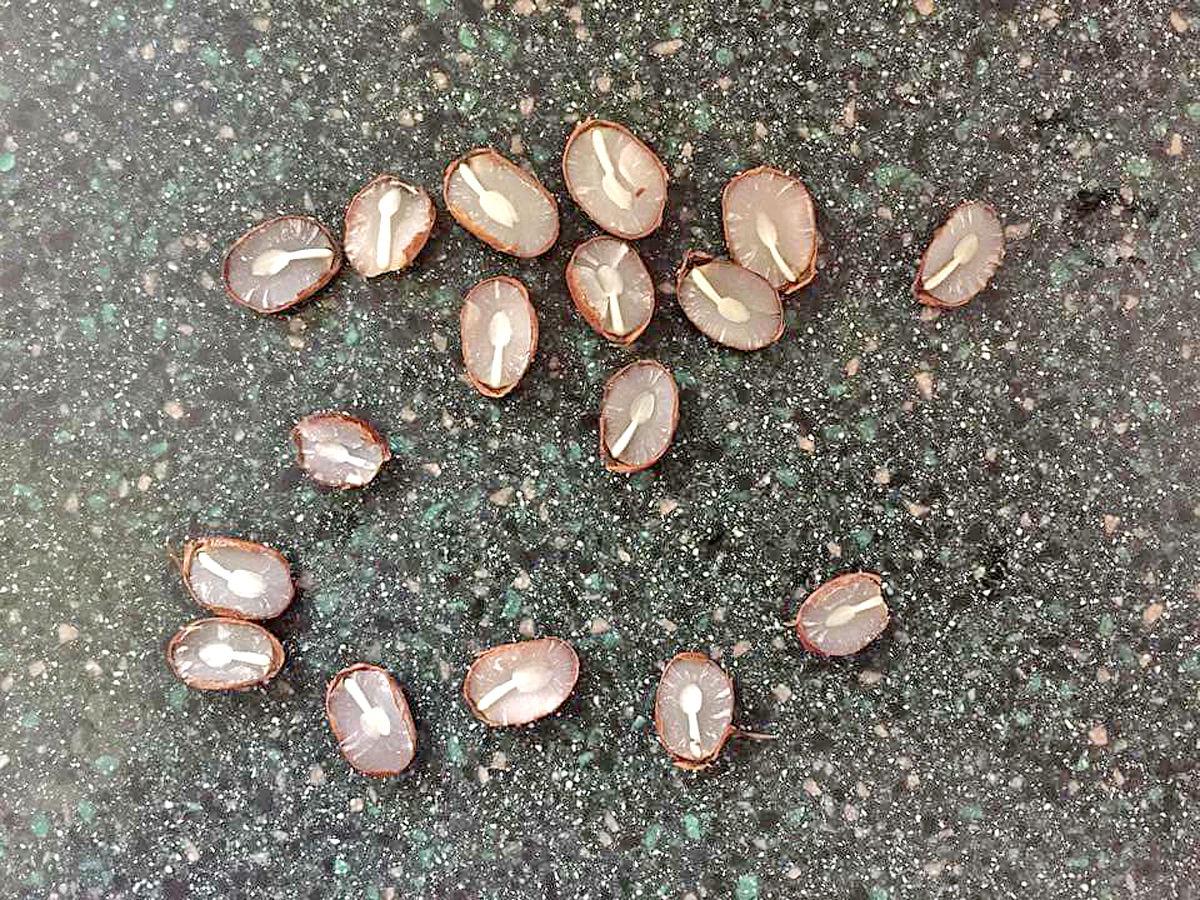 Some Residents Check Persimmon Seeds To Gauge Winter News Local Resident Chrissy Waldhor Counted 14 Spoon Shaped Persimmon Seeds Out Of The 17 Collected From Her Tree