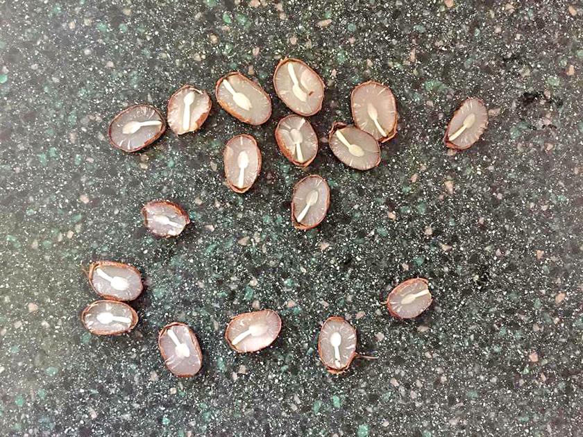 Some residents check persimmon seeds to gauge winter News