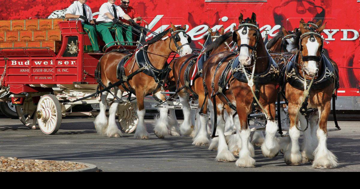 Worldfamous Budweiser Clydesdales return to Cherokee Casino in