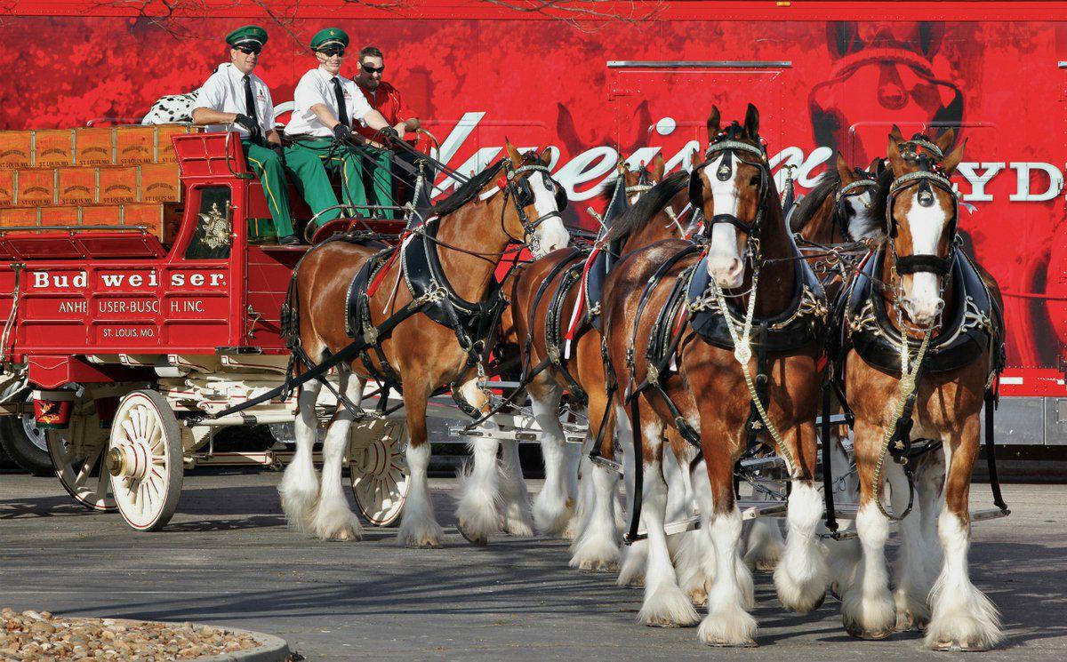World-famous Budweiser Clydesdales return to Cherokee Casino in Claremore | Events Calendar