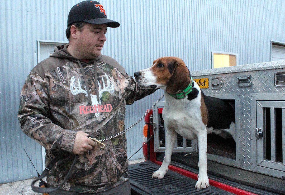 coon hunting dog breeds